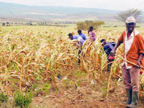 A man works in a field in Zimbabwe, working to harvest a crop