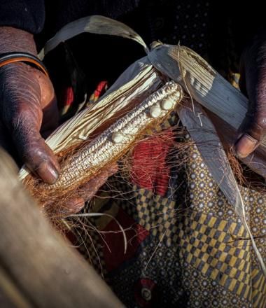 Dead crops from Zambia because of El Niño drought