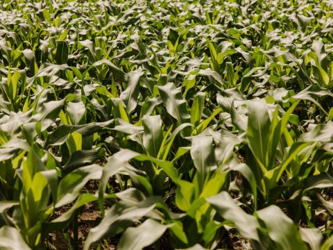 Maize sprouts up in a field