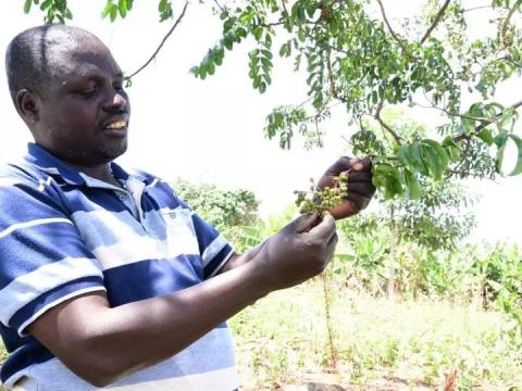 A man checks out a tree as part of FMNR practices