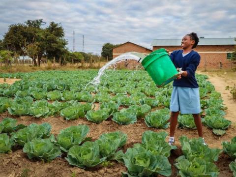 Girls throwing water over cabbage patch